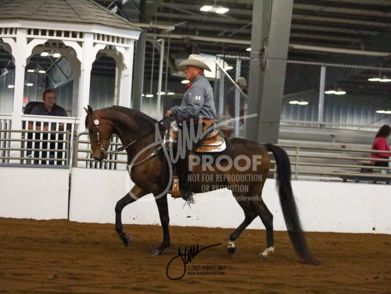 109 Junior Horse Western Pleasure Championship